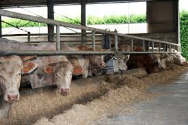 Allevamento bovini